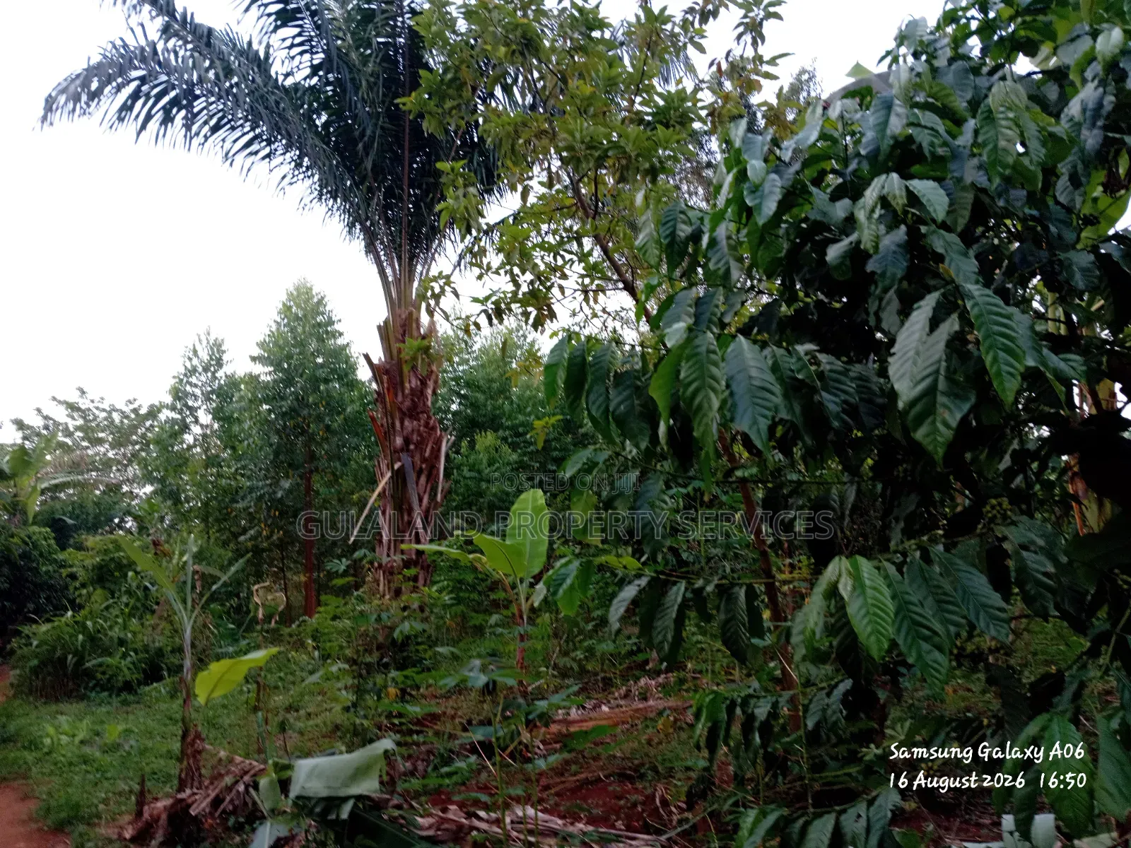 1.5acre Kibanja for Sale