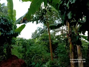 1.5acre Kibanja for Sale