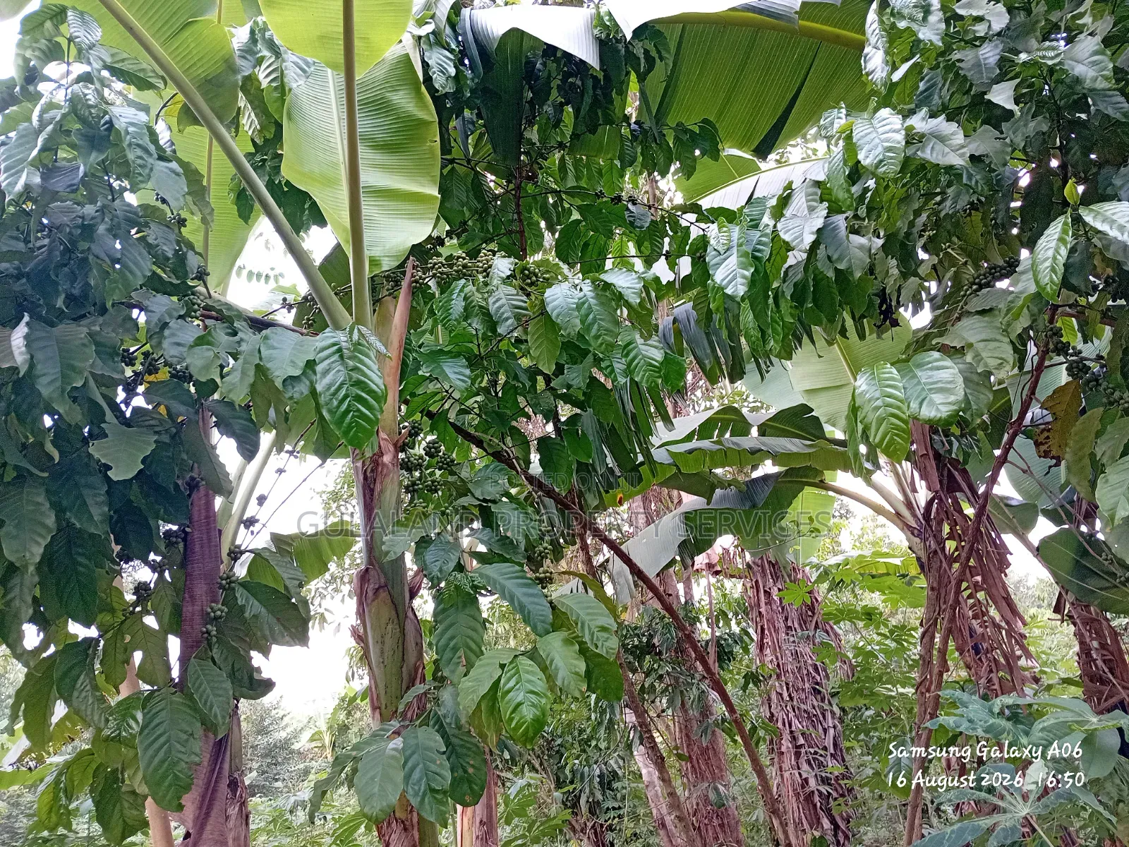 1.5acre Kibanja for Sale