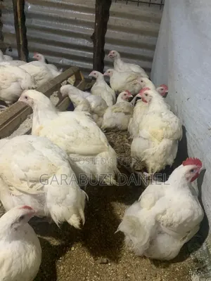 Broilers for Sale