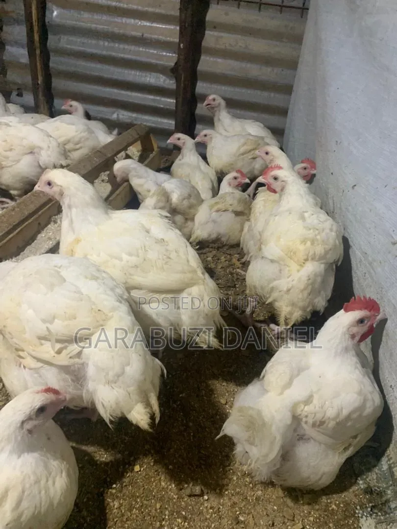 Broilers for Sale