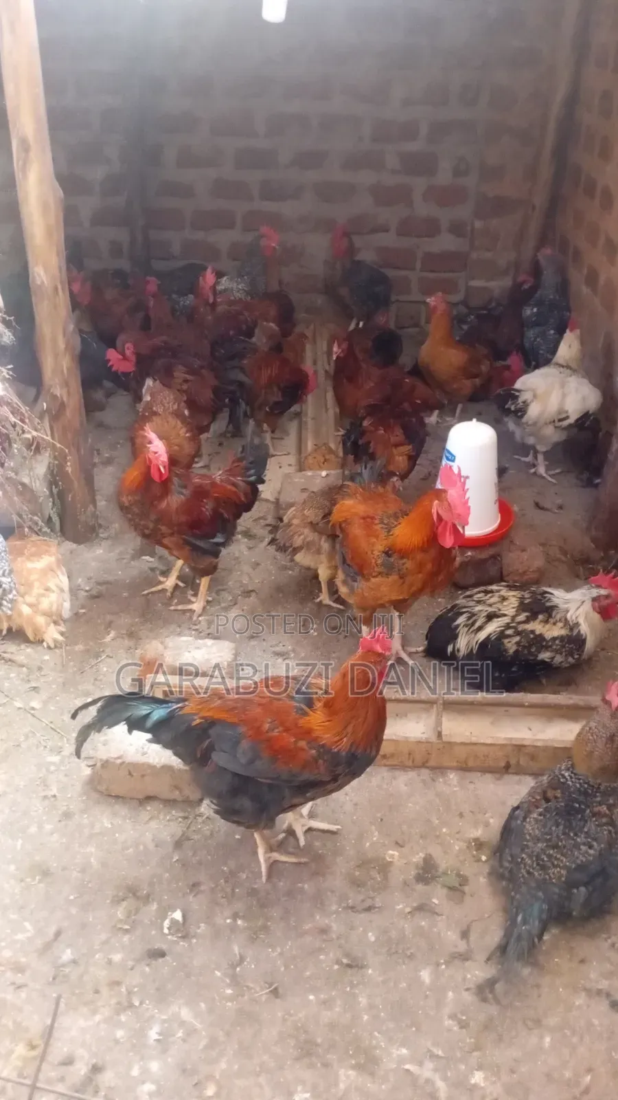 Kuroilers for Sale