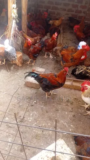 Kuroilers for Sale