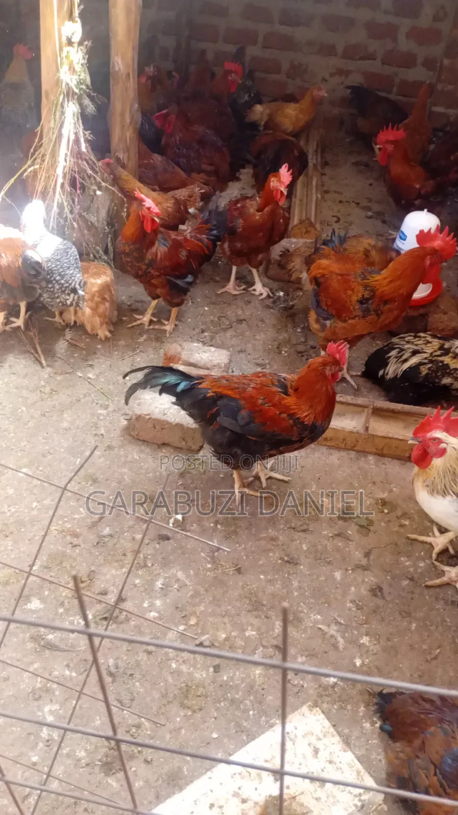 Kuroilers for Sale