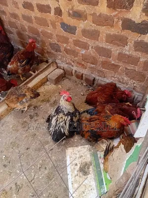 Kuroilers for Sale