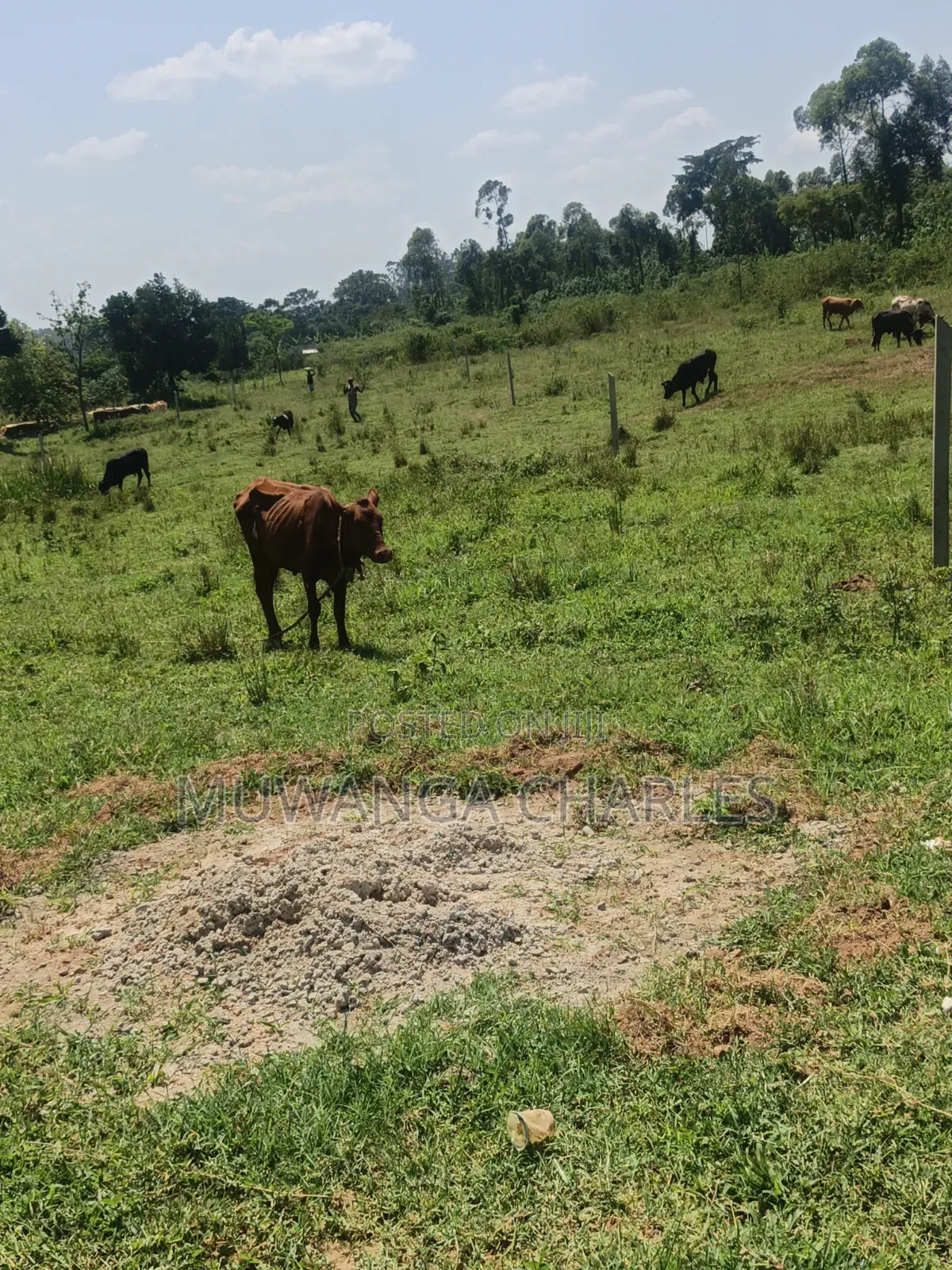 Plots Available on Sale in Kiwenda