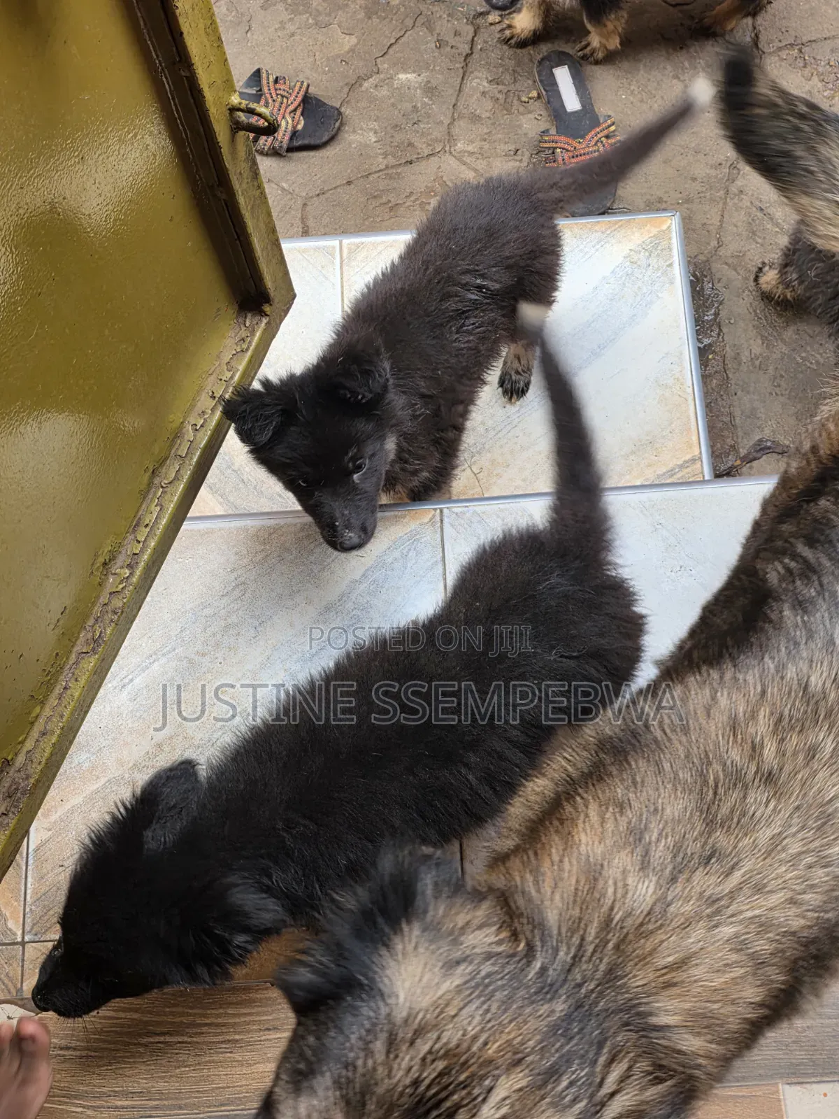 1-3 months Female Purebred German Shepherd