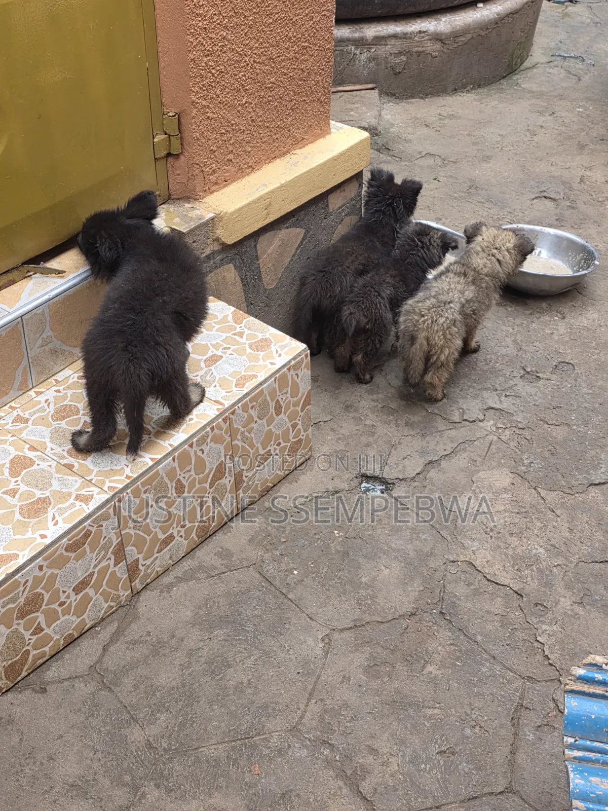 1-3 months Female Purebred German Shepherd