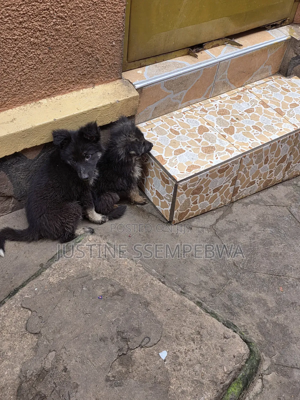 1-3 months Female Purebred German Shepherd