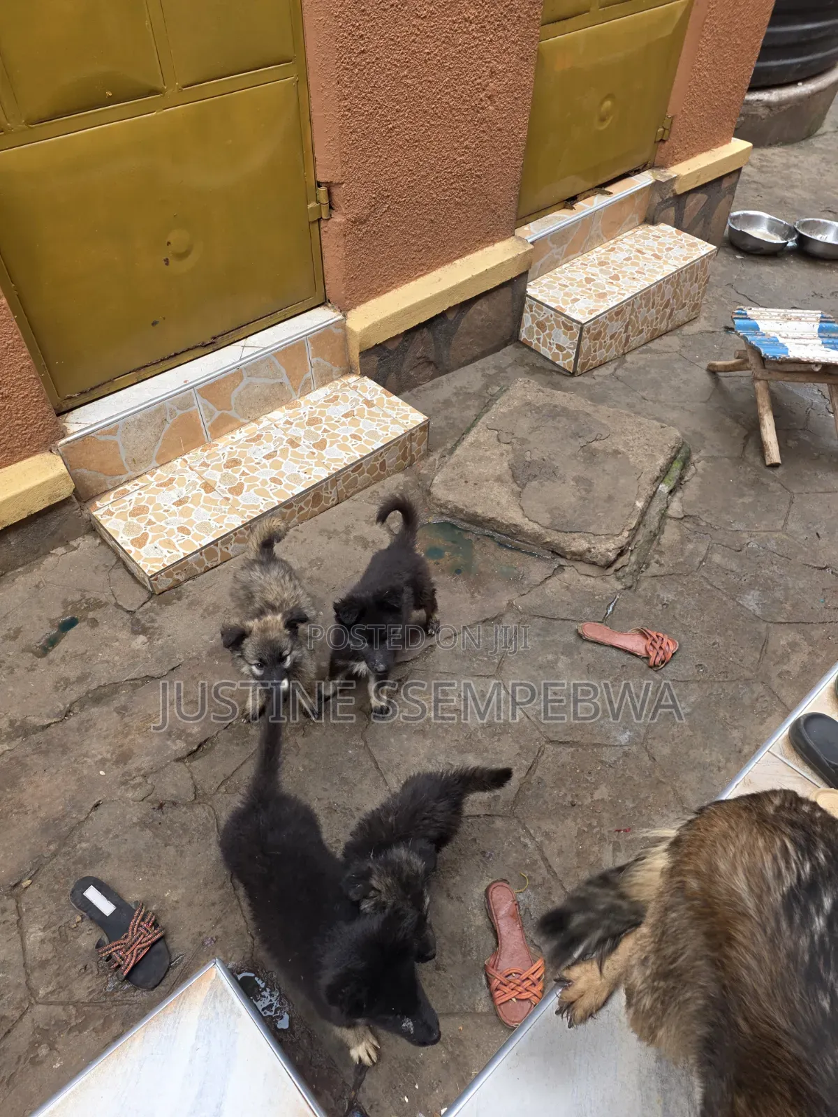 1-3 months Female Purebred German Shepherd
