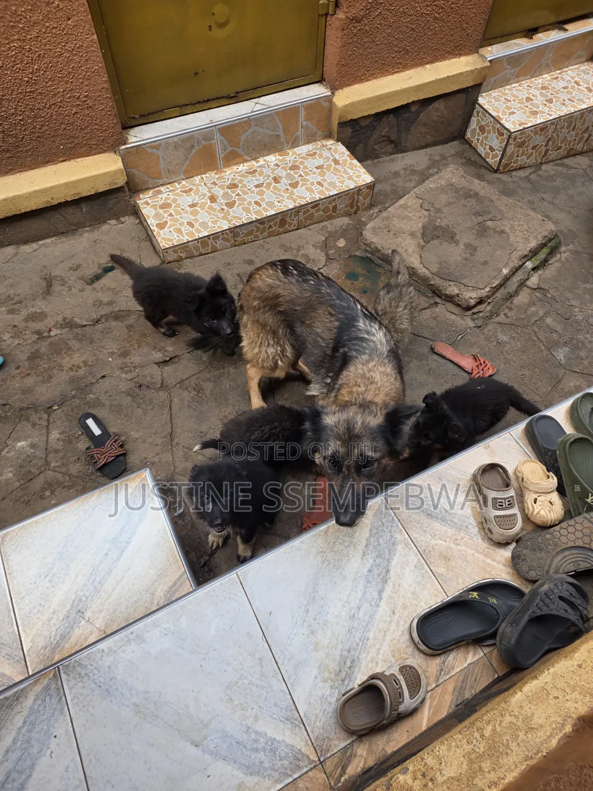 1-3 months Female Purebred German Shepherd