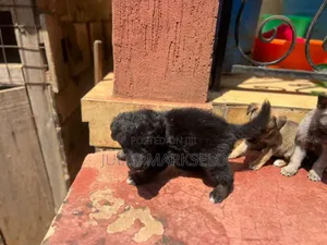 0-1 month Male Mixed Breed German Shepherd