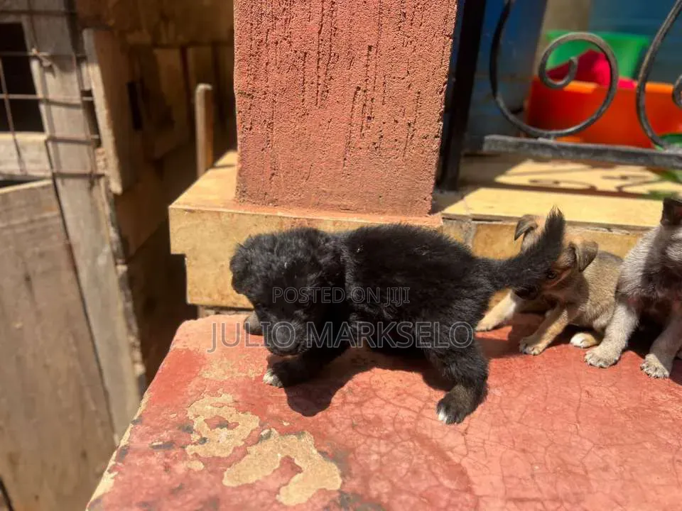0-1 month Male Mixed Breed German Shepherd