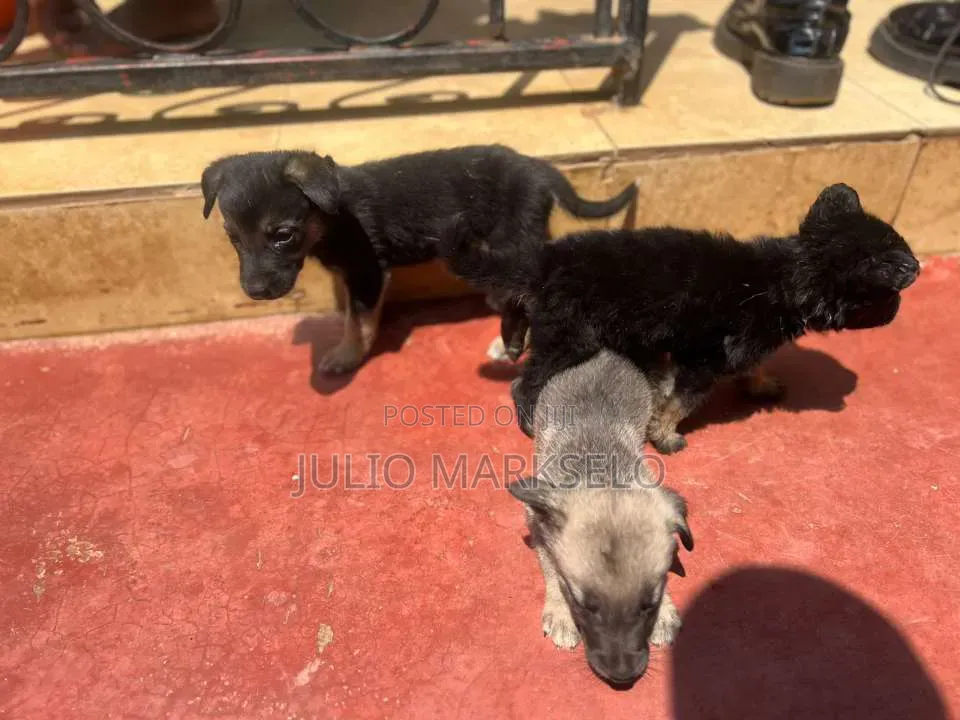 0-1 month Male Mixed Breed German Shepherd