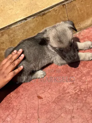 0-1 month Male Mixed Breed German Shepherd