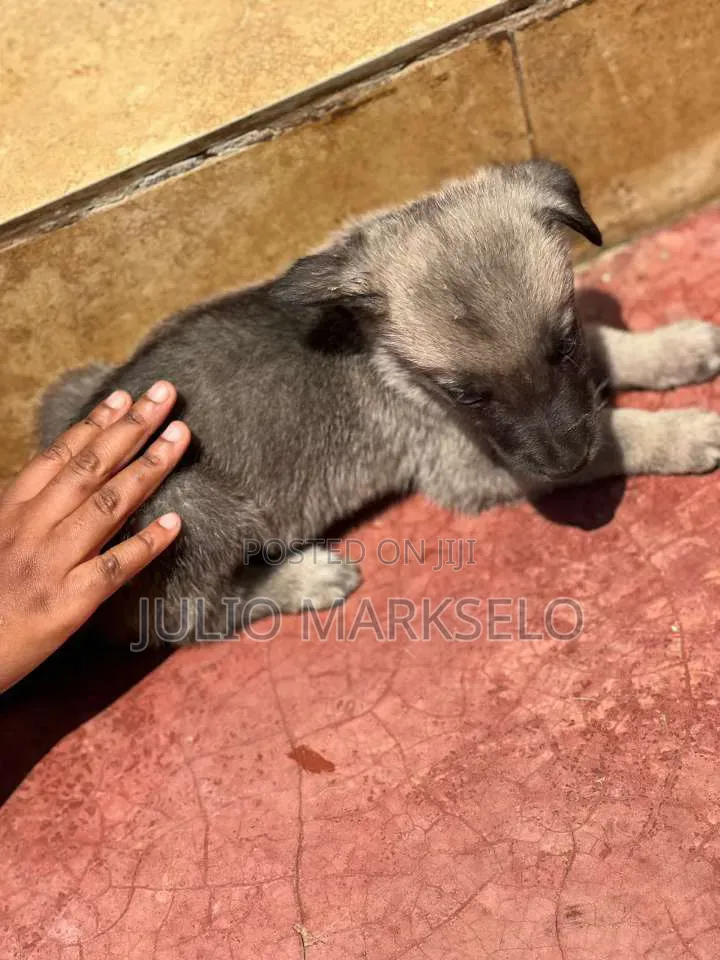 0-1 month Male Mixed Breed German Shepherd