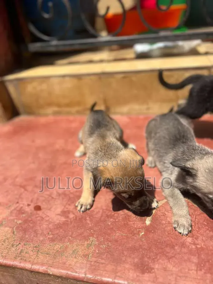 0-1 month Male Mixed Breed German Shepherd