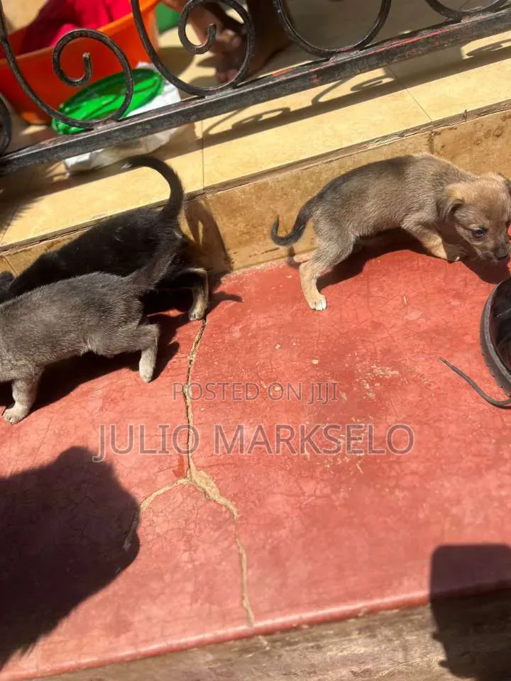 0-1 month Male Mixed Breed German Shepherd
