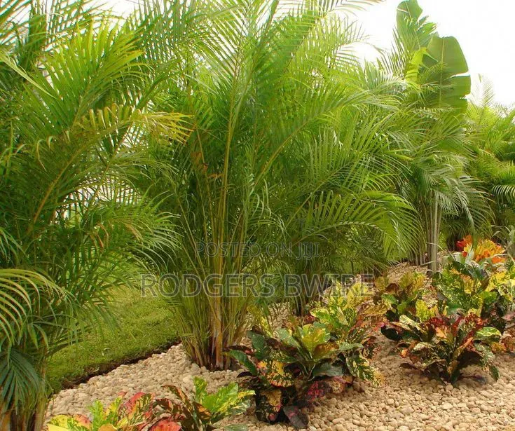 Compound Designing
