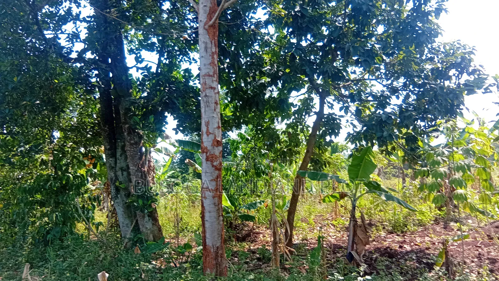 0.7 Acres Freehold Titled Land – Jinja City