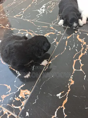 0-1 month Male Mixed Breed Chihuahua