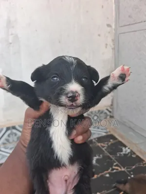 0-1 month Male Mixed Breed Chihuahua