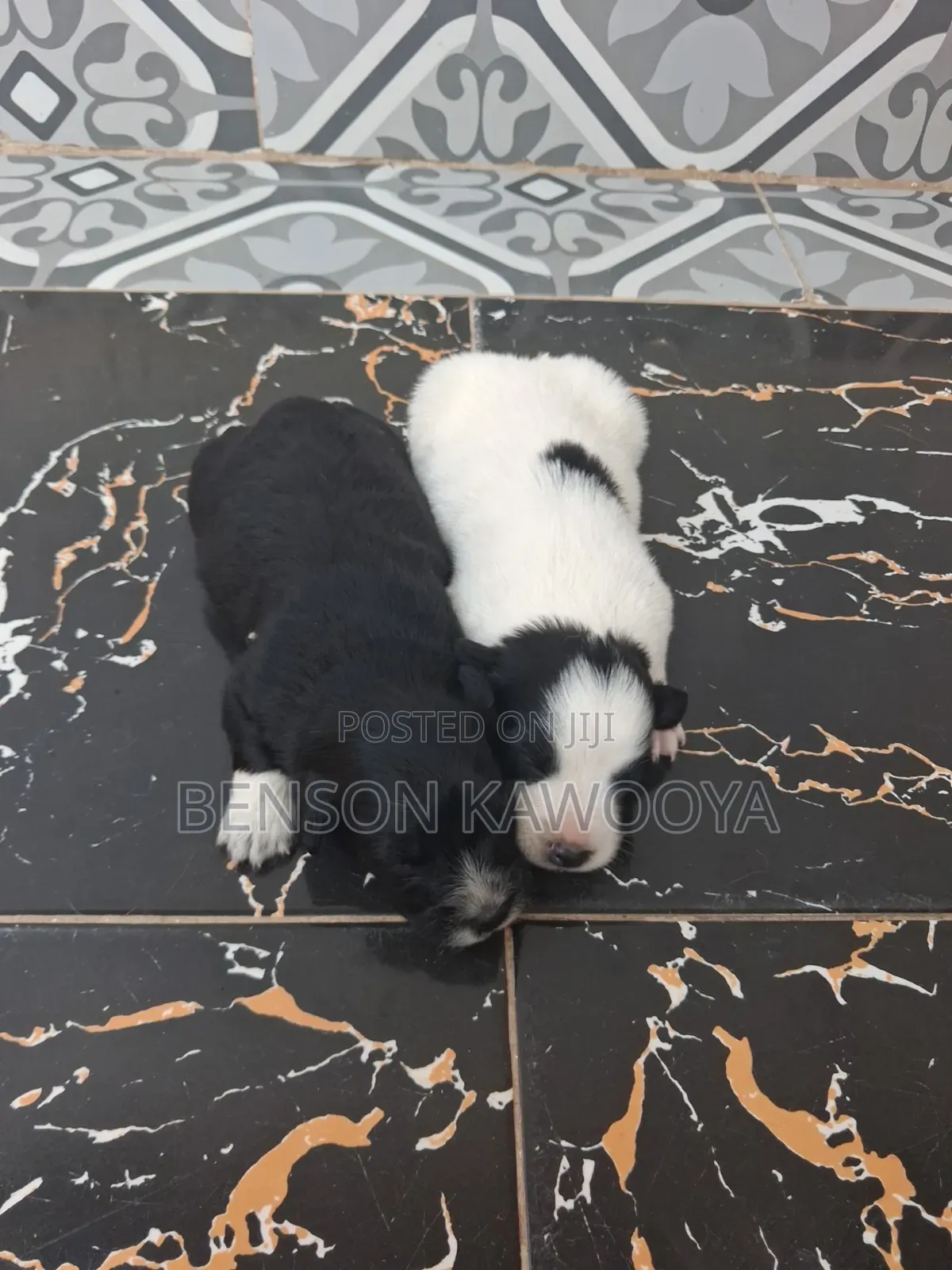 0-1 month Male Mixed Breed Chihuahua