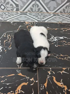 0-1 month Male Mixed Breed Chihuahua