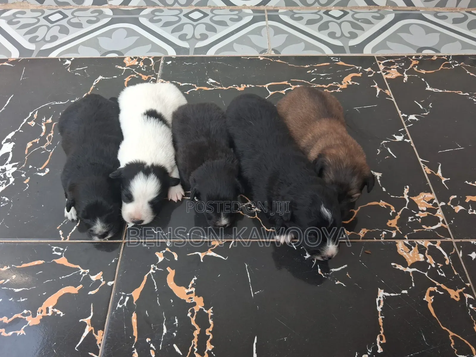 0-1 month Male Mixed Breed Chihuahua