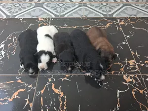 0-1 month Male Mixed Breed Chihuahua