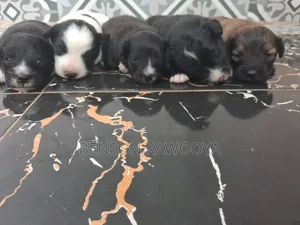 0-1 month Male Mixed Breed Chihuahua