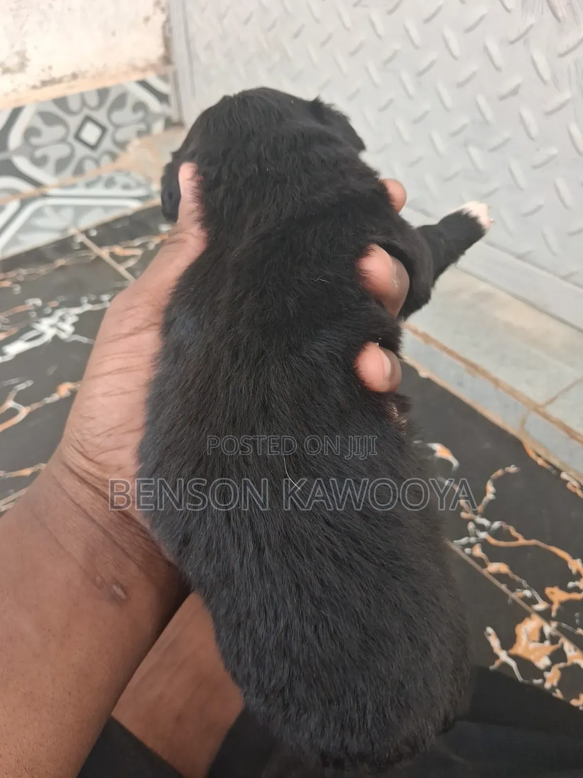 0-1 month Male Mixed Breed Chihuahua