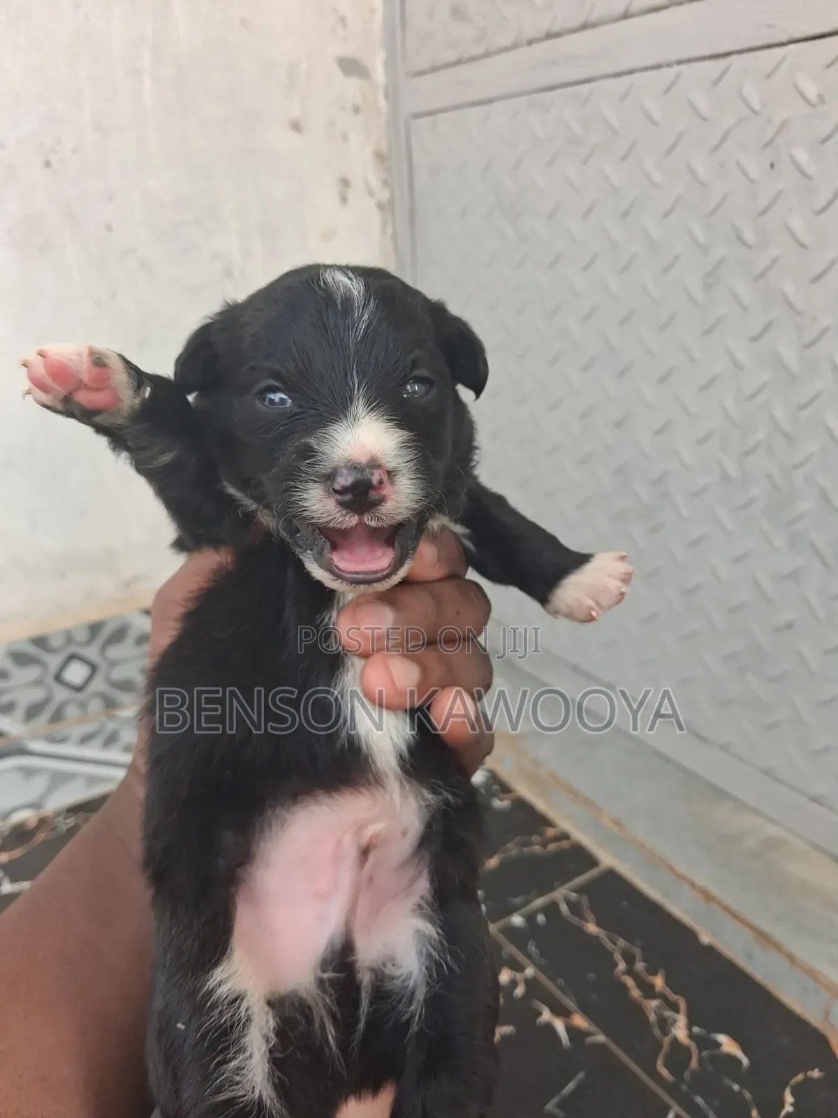 0-1 month Male Mixed Breed Chihuahua