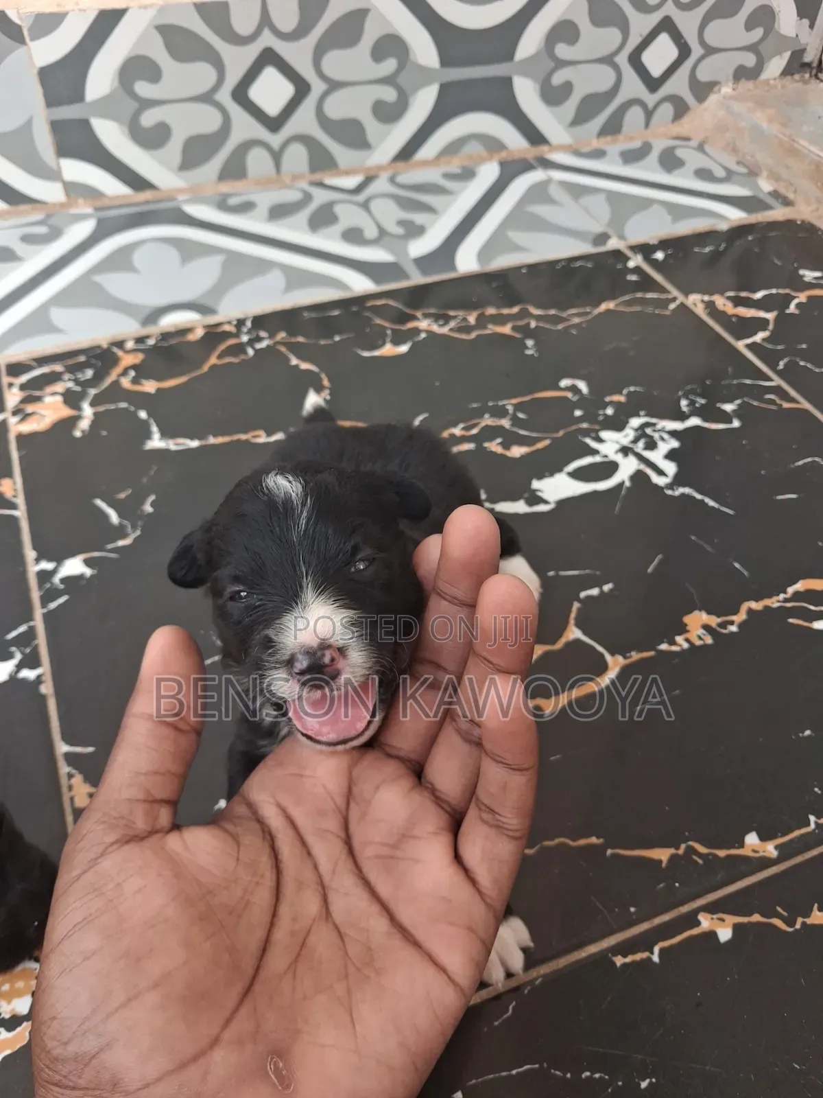 0-1 month Male Mixed Breed Chihuahua