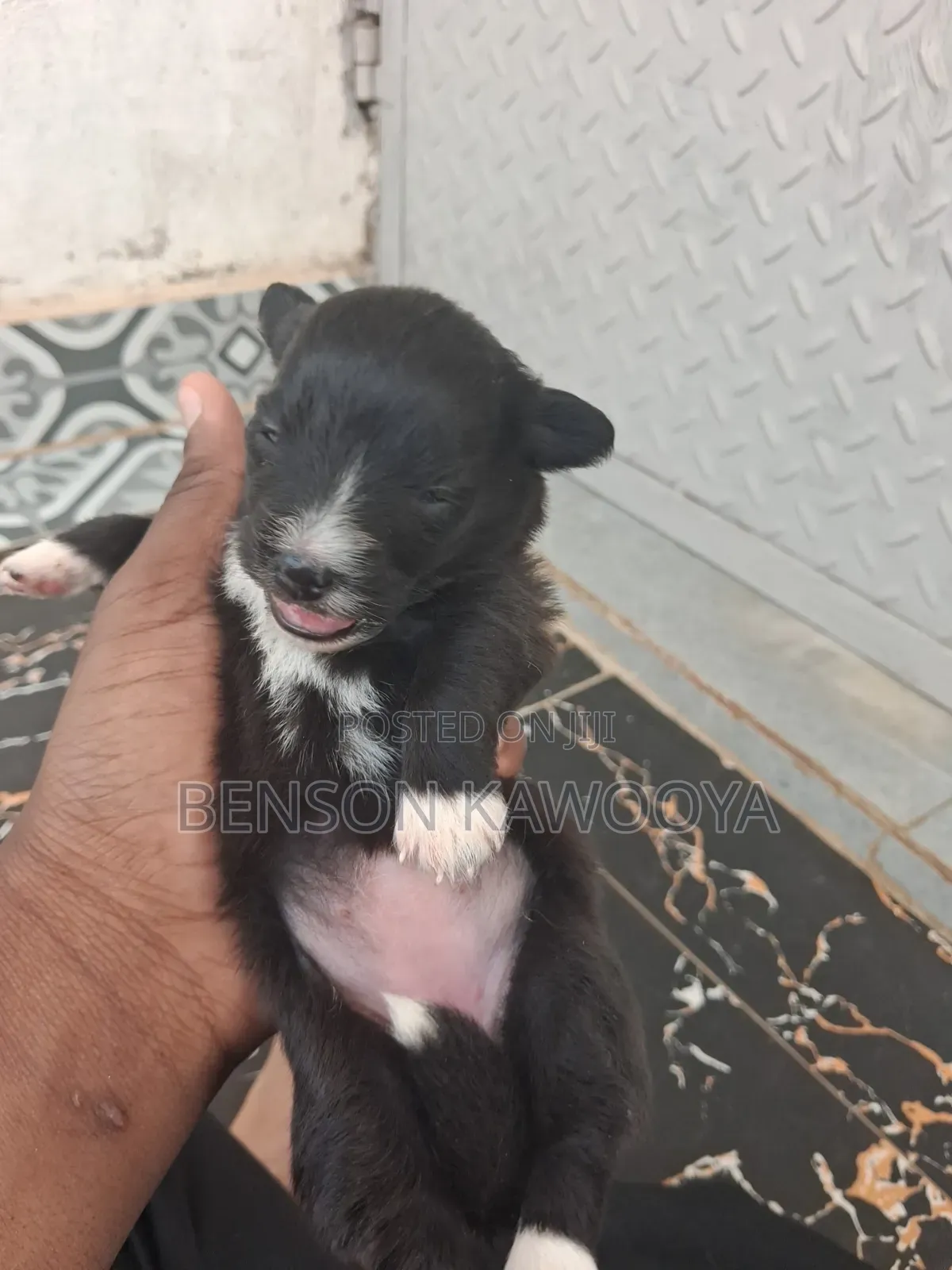 0-1 month Male Mixed Breed Chihuahua