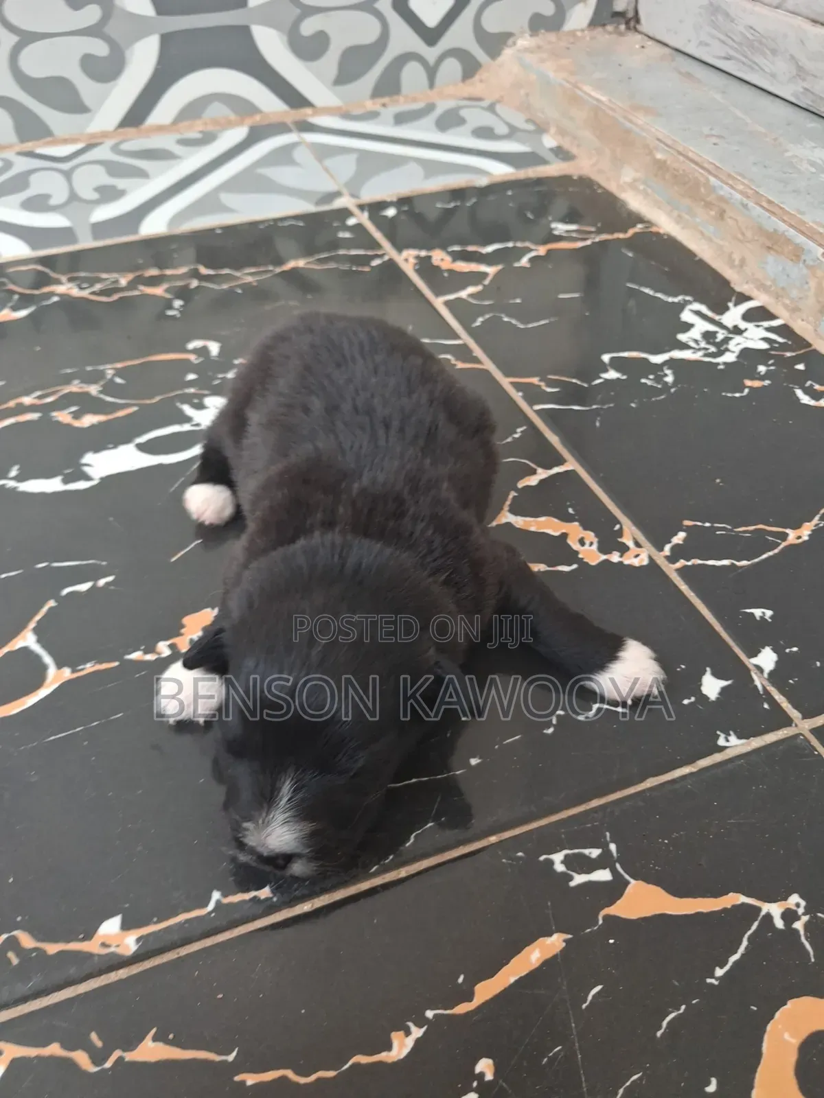 0-1 month Male Mixed Breed Chihuahua