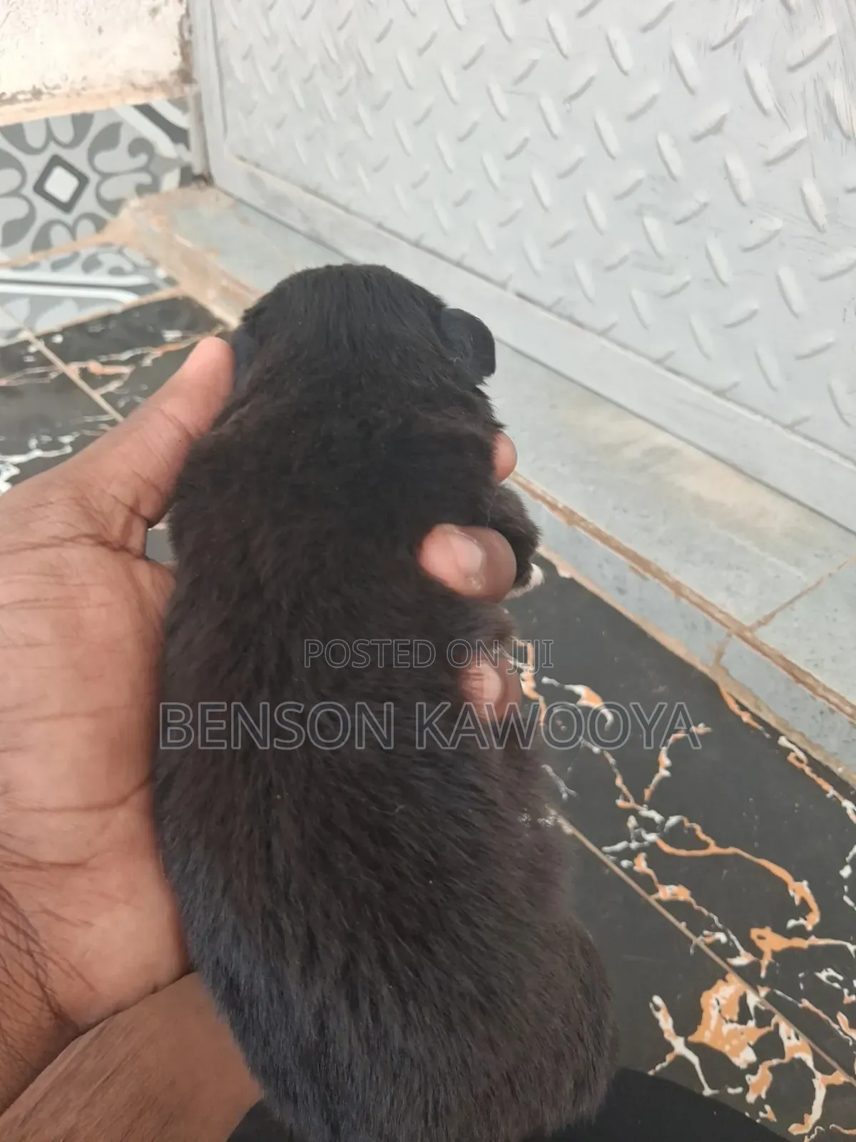 0-1 month Male Mixed Breed Chihuahua