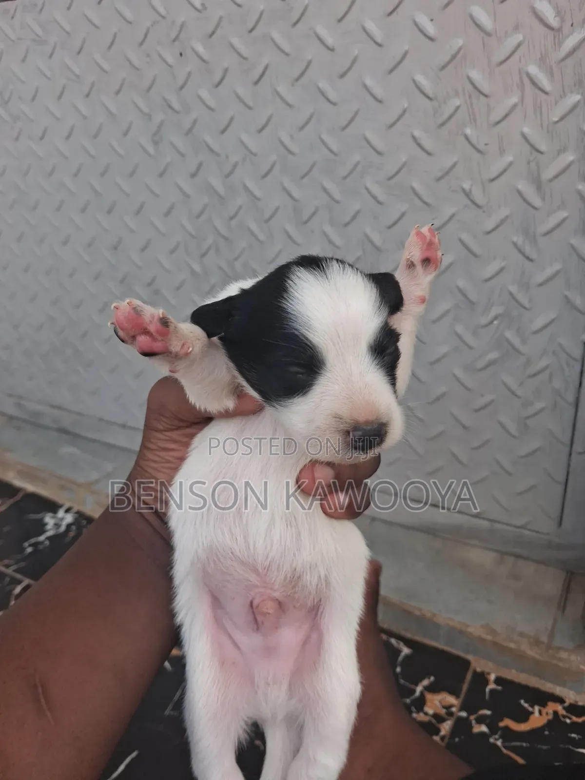 0-1 month Male Mixed Breed Chihuahua