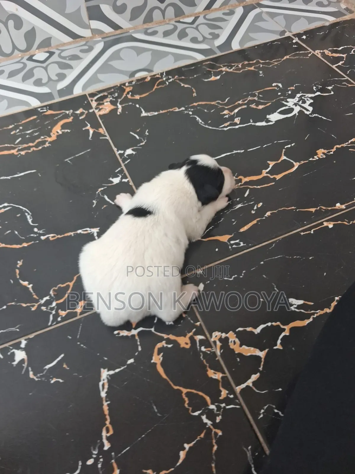 0-1 month Male Mixed Breed Chihuahua