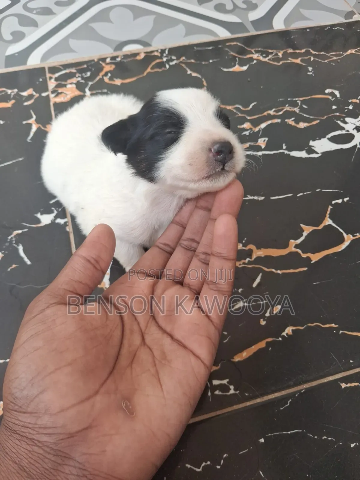0-1 month Male Mixed Breed Chihuahua