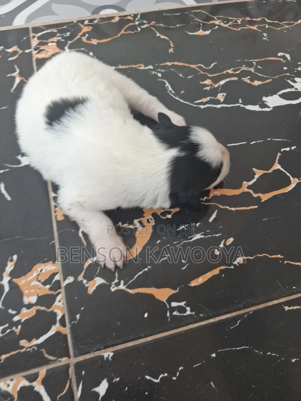0-1 month Male Mixed Breed Chihuahua