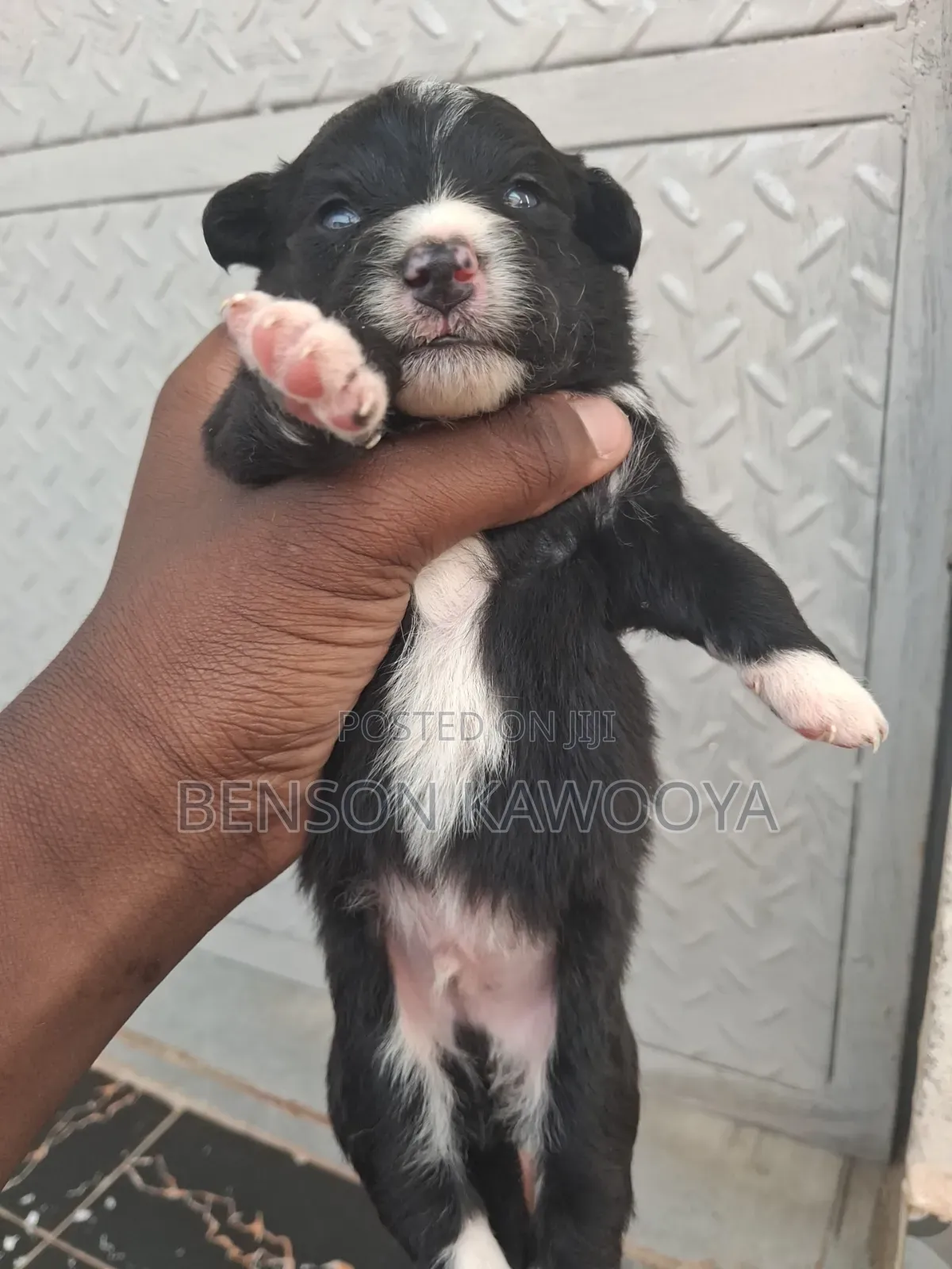 0-1 month Male Mixed Breed Chihuahua