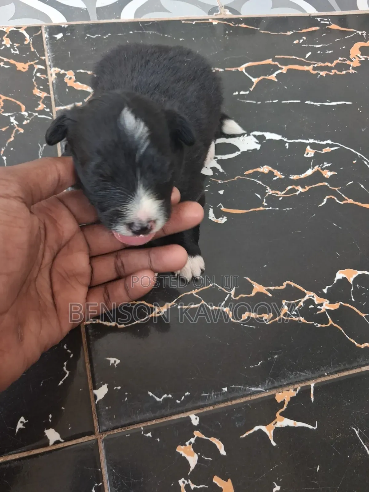 0-1 month Male Mixed Breed Chihuahua