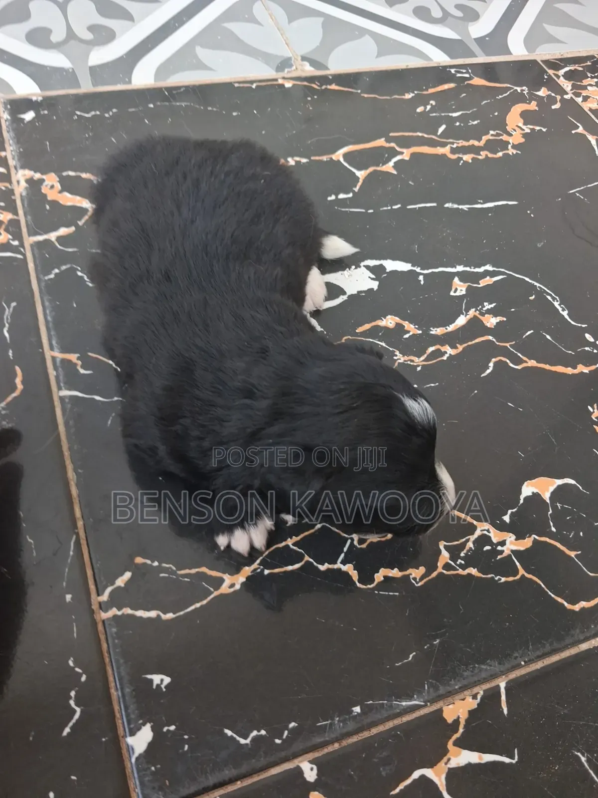 0-1 month Male Mixed Breed Chihuahua