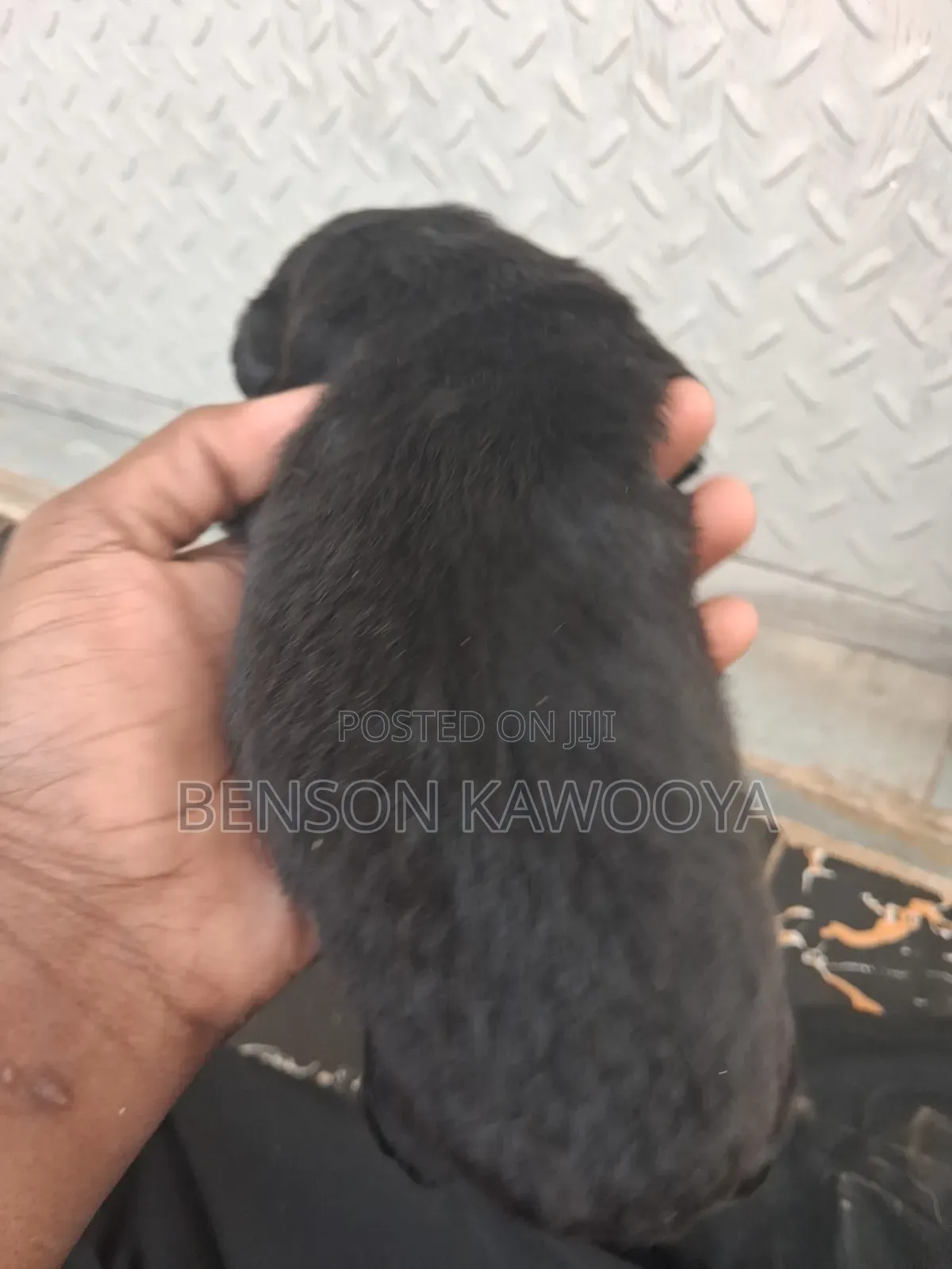0-1 month Male Mixed Breed Chihuahua