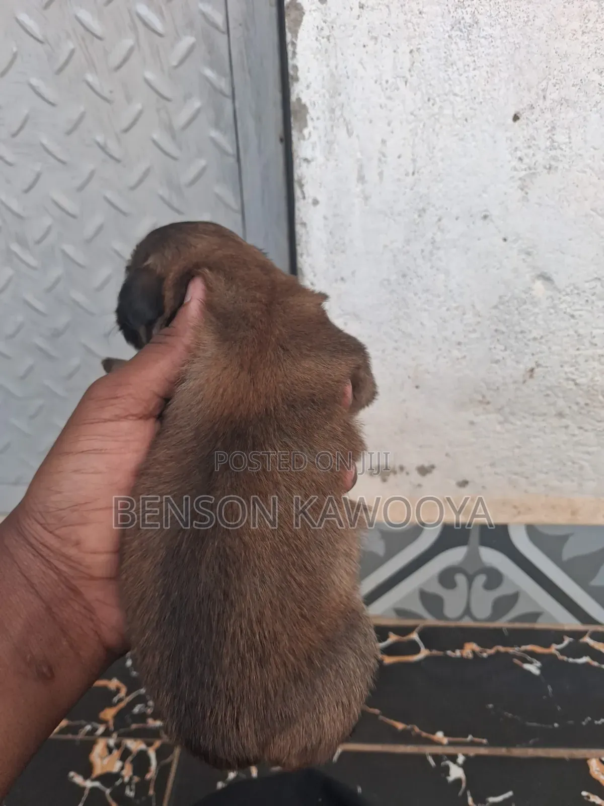 0-1 month Male Mixed Breed Chihuahua