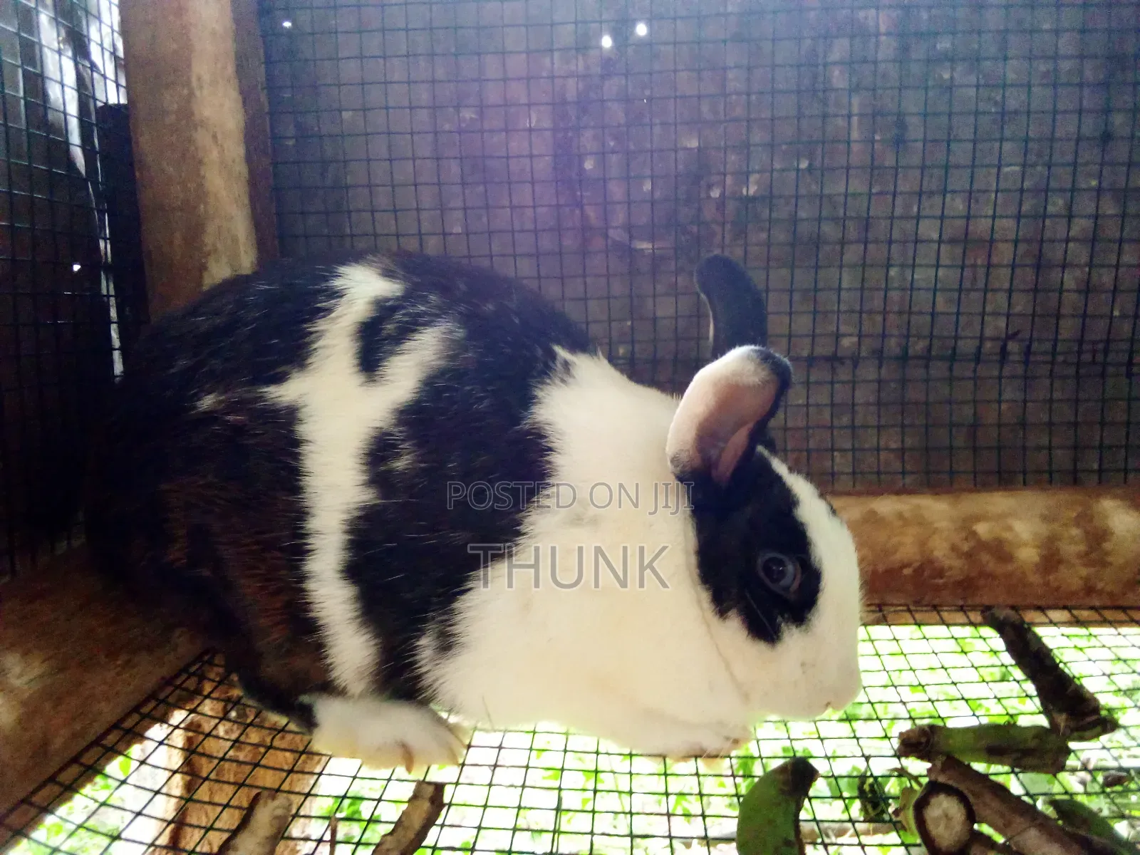 Rabbits Ug