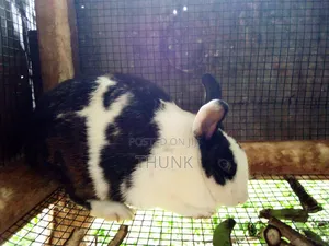 Rabbits Ug