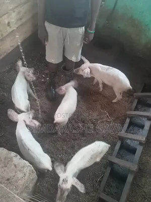 Piglets (Stunted Growth)