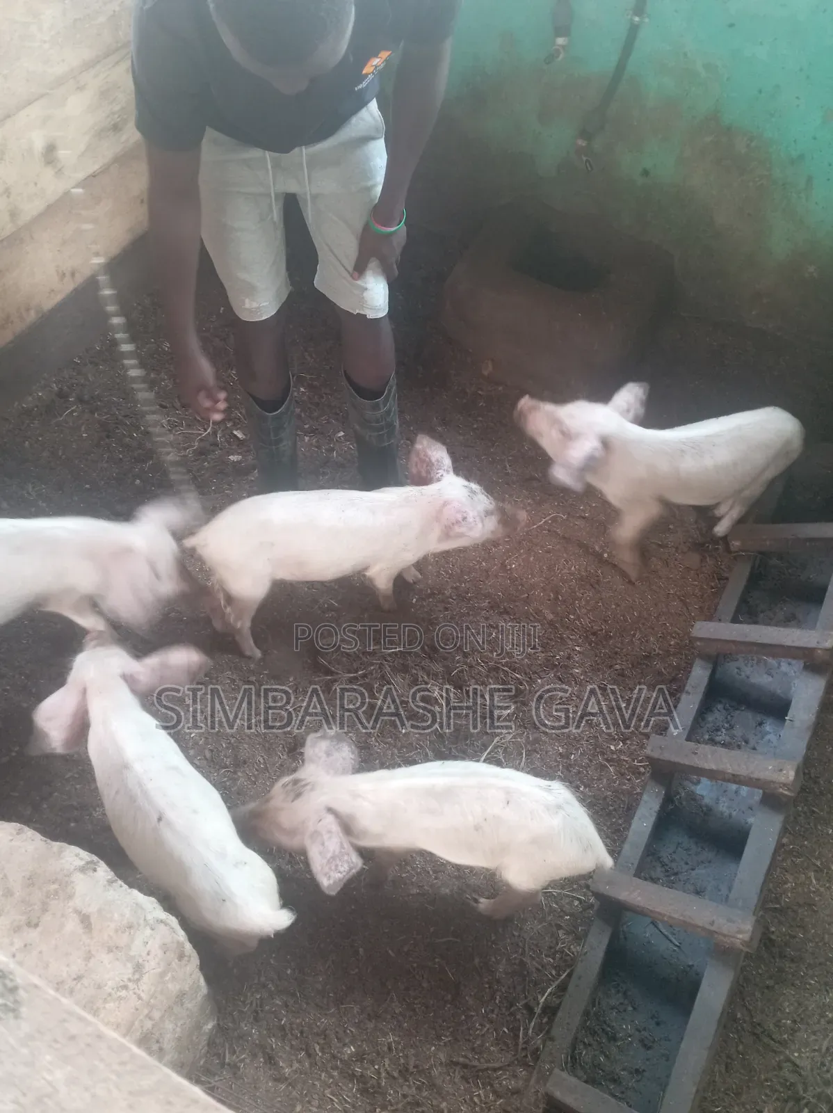 Piglets (Stunted Growth)